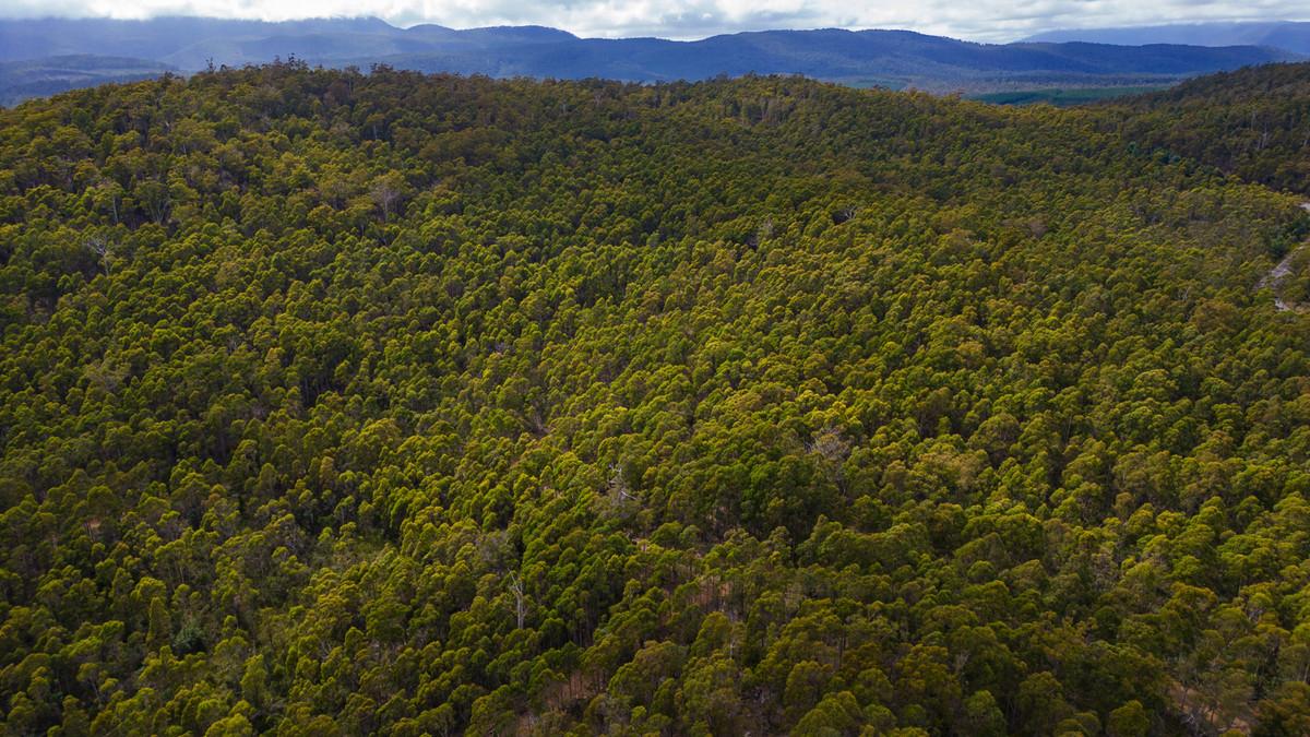 1/1166 Prossers Road, Underwood, TAS, 7268 - Image 9