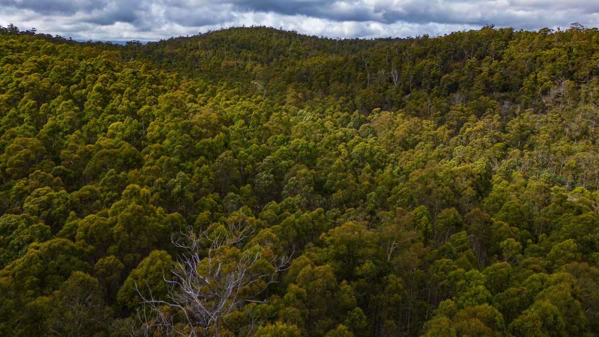 1/1166 Prossers Road, Underwood, TAS, 7268 - Image 10