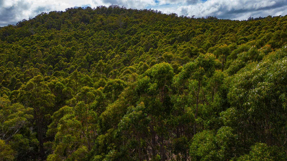 1/1166 Prossers Road, Underwood, TAS, 7268 - Image 11