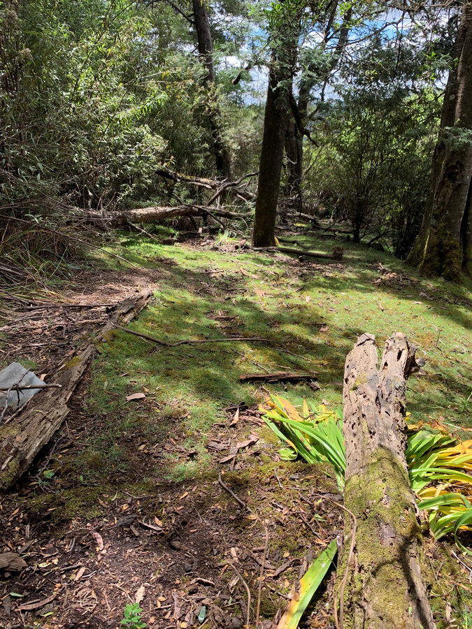 22 Cascade Dam Road, Derby, TAS, 7264 - Image 15