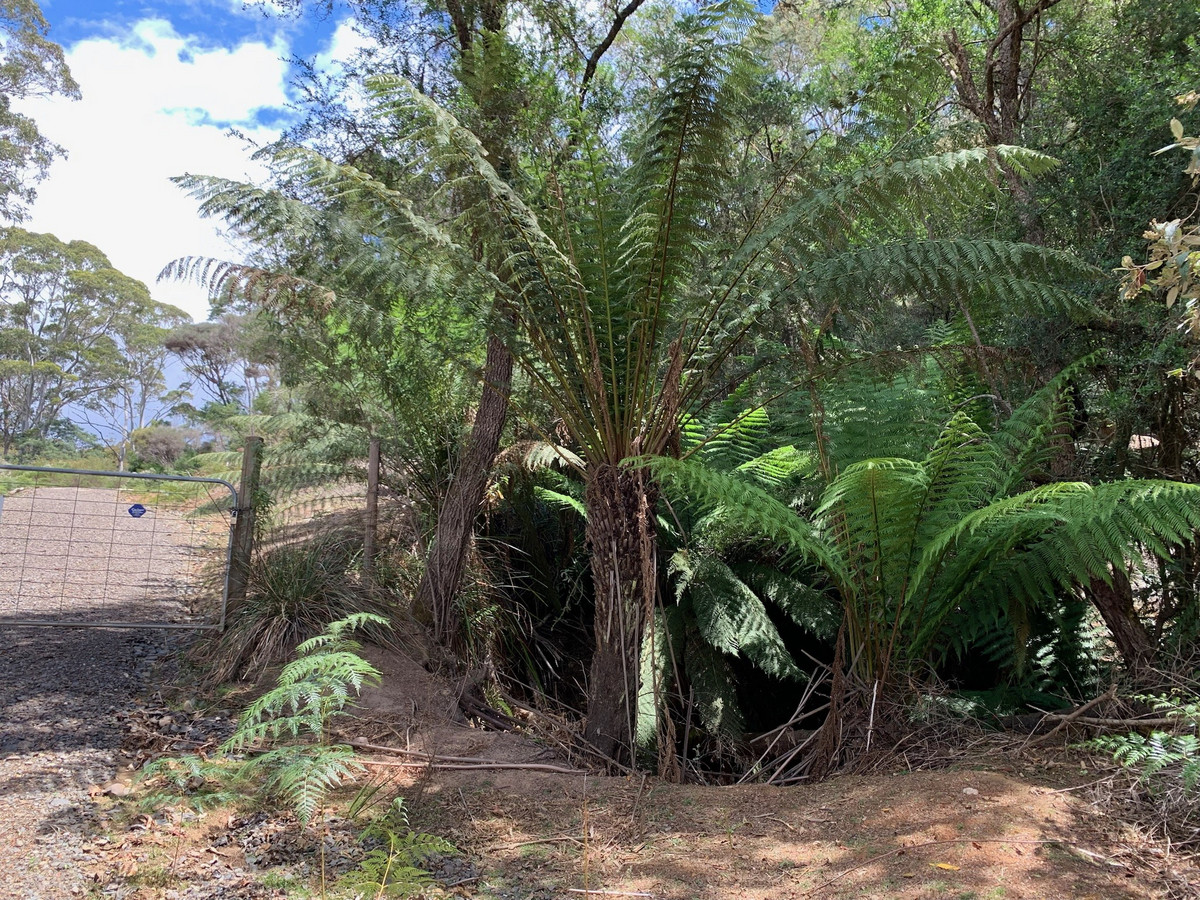 22 Cascade Dam Road, Derby, TAS, 7264 - Image 12