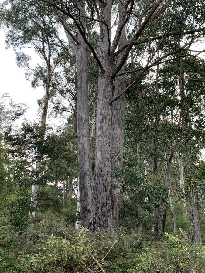 22 Cascade Dam Road, Derby, TAS, 7264 - Image 14