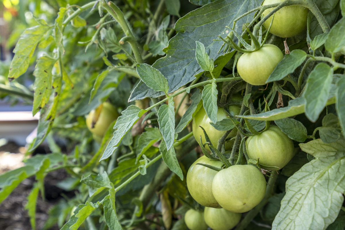 20 Sebastian Rise, Swansea, TAS, 7190 - Image 24