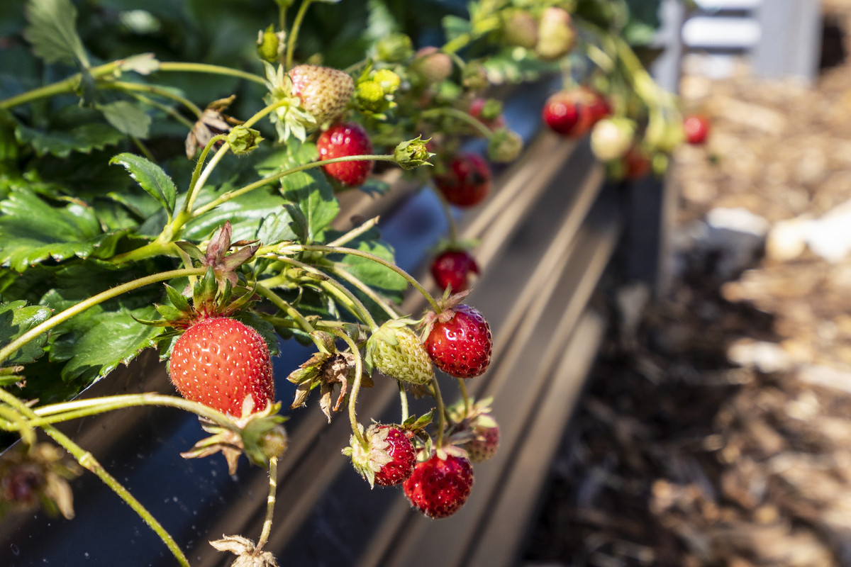 20 Sebastian Rise, Swansea, TAS, 7190 - Image 25