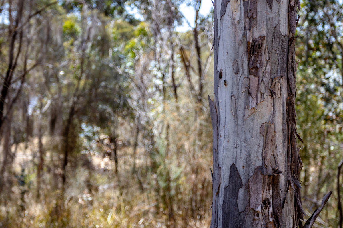 20 Charles Street, Orford, TAS, 7190 - Image 6