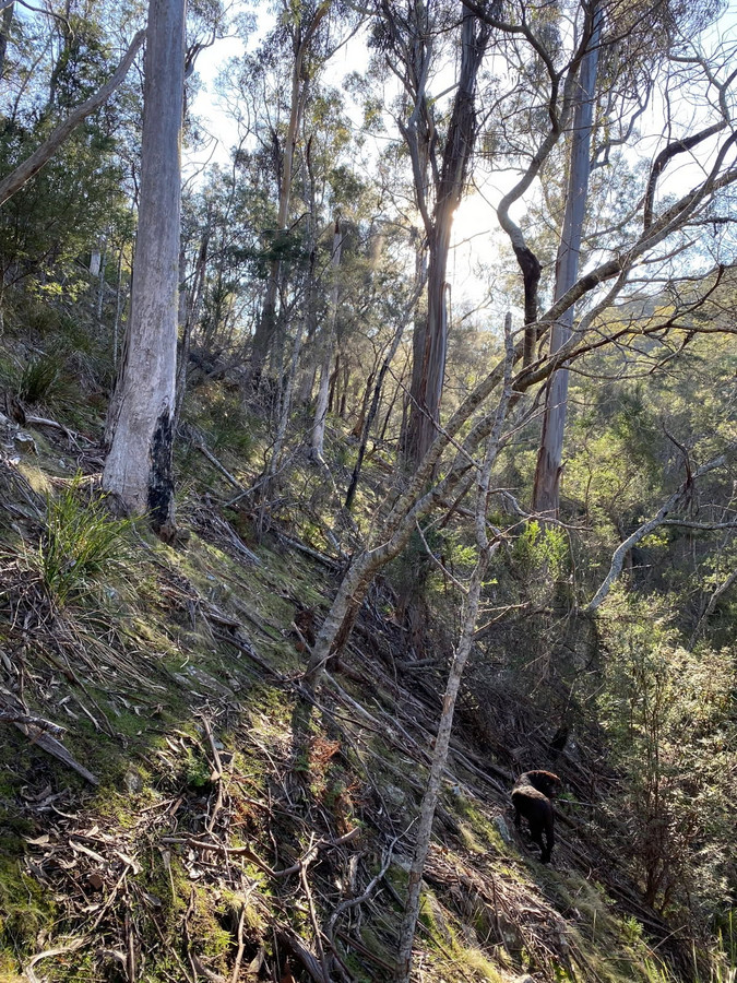 717 Crossins Road, Swansea, TAS, 7190 - Image 6