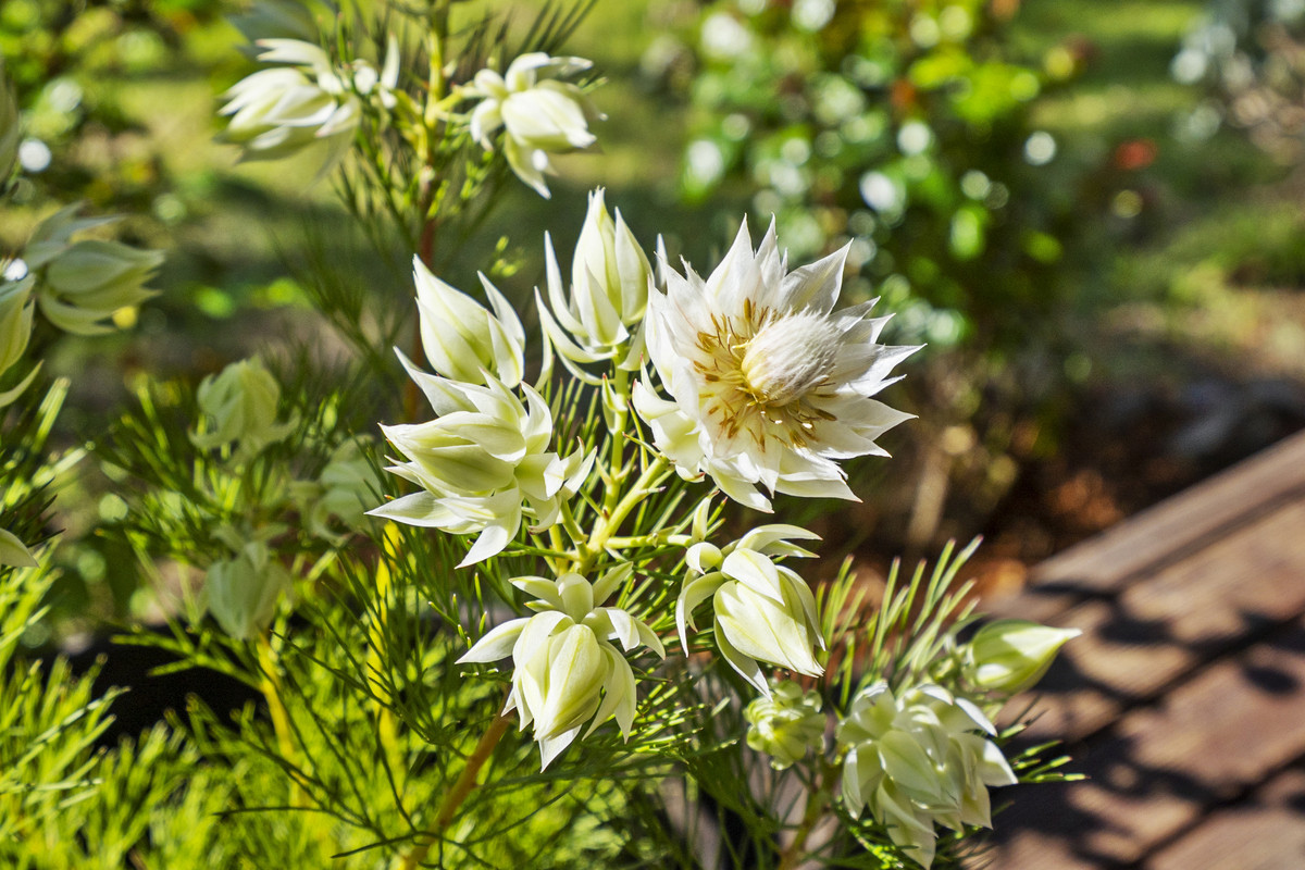 2 Strawberry Hill Court, Orford, TAS, 7190 - Image 30