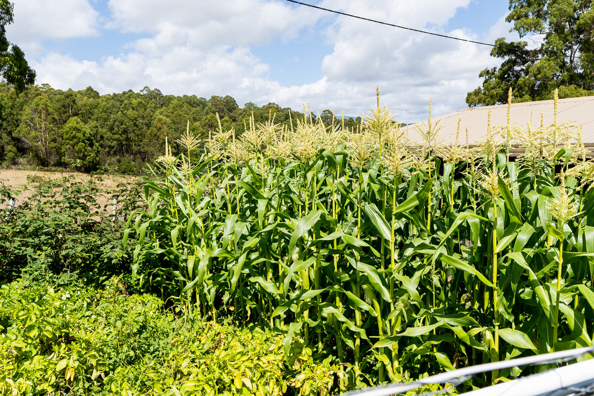 1 Short Street, Branxholm, TAS, 7261 - Image 22