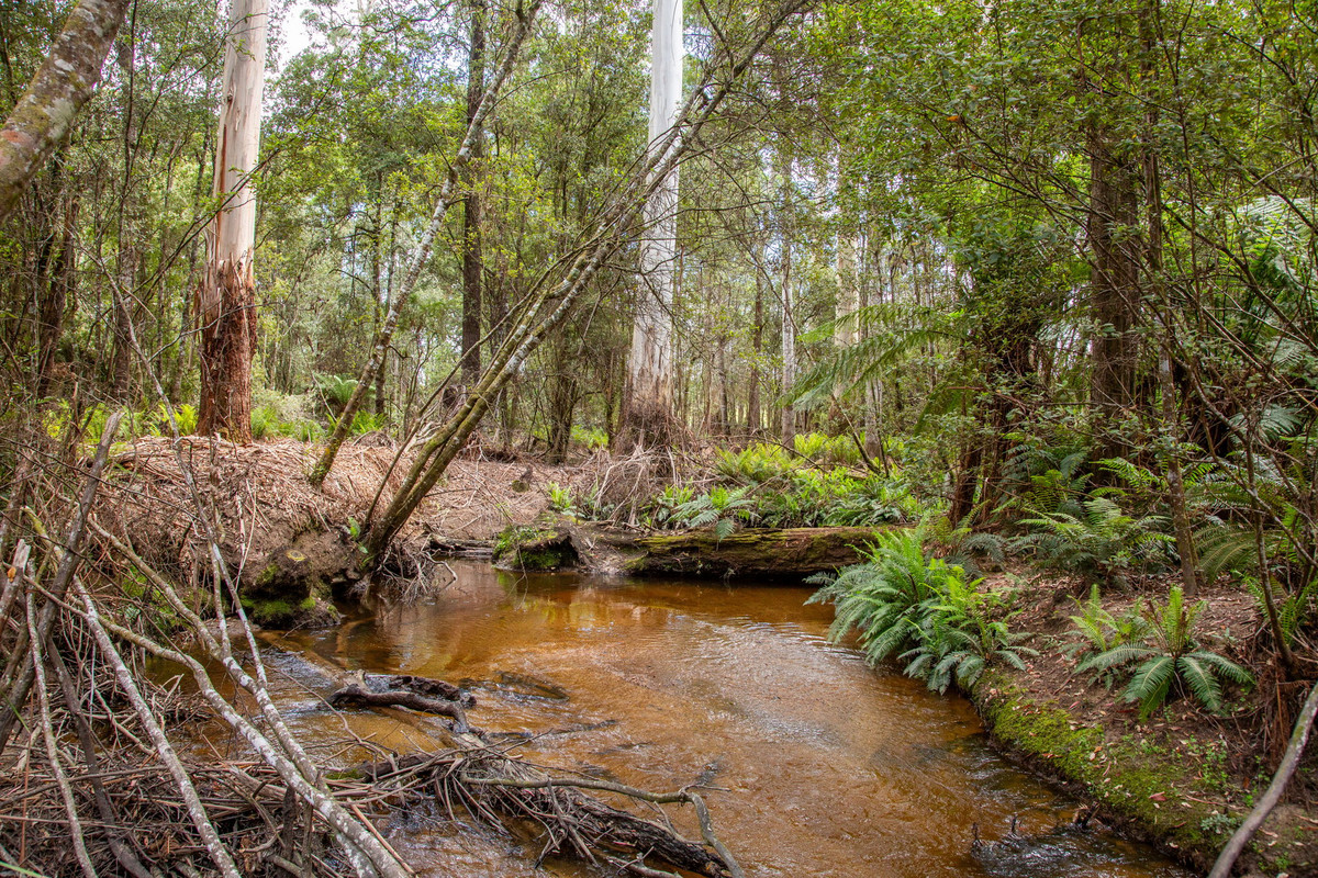 48 Mackenzie Valley Road, Cuckoo, TAS, 7260 - Image 17