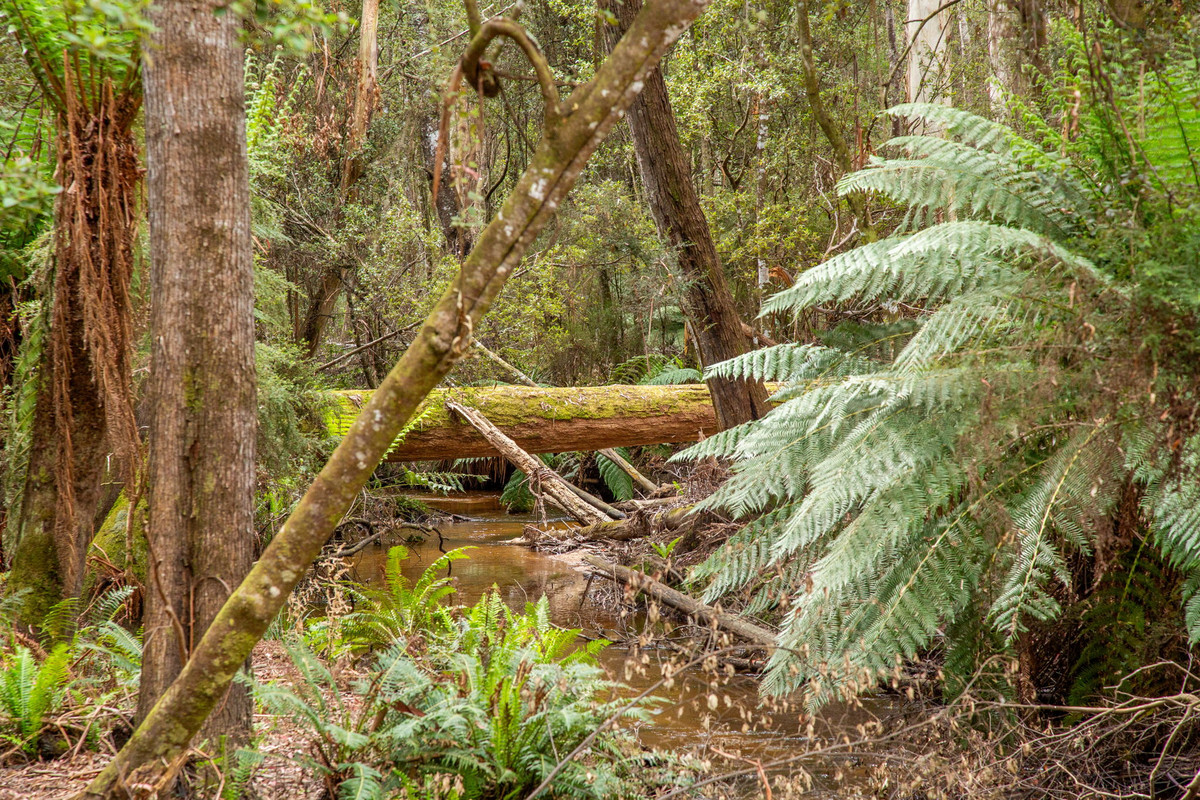 48 Mackenzie Valley Road, Cuckoo, TAS, 7260 - Image 18