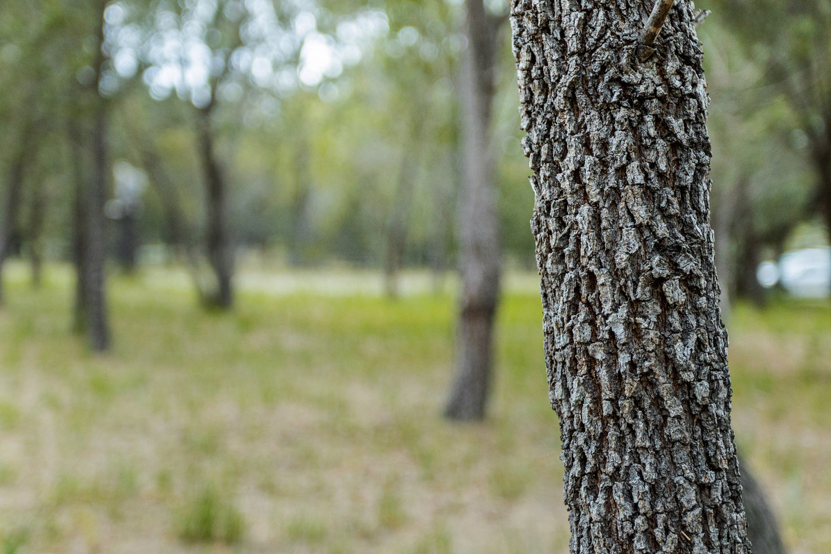 196 Rheban Road, Orford, TAS, 7190 - Image 15