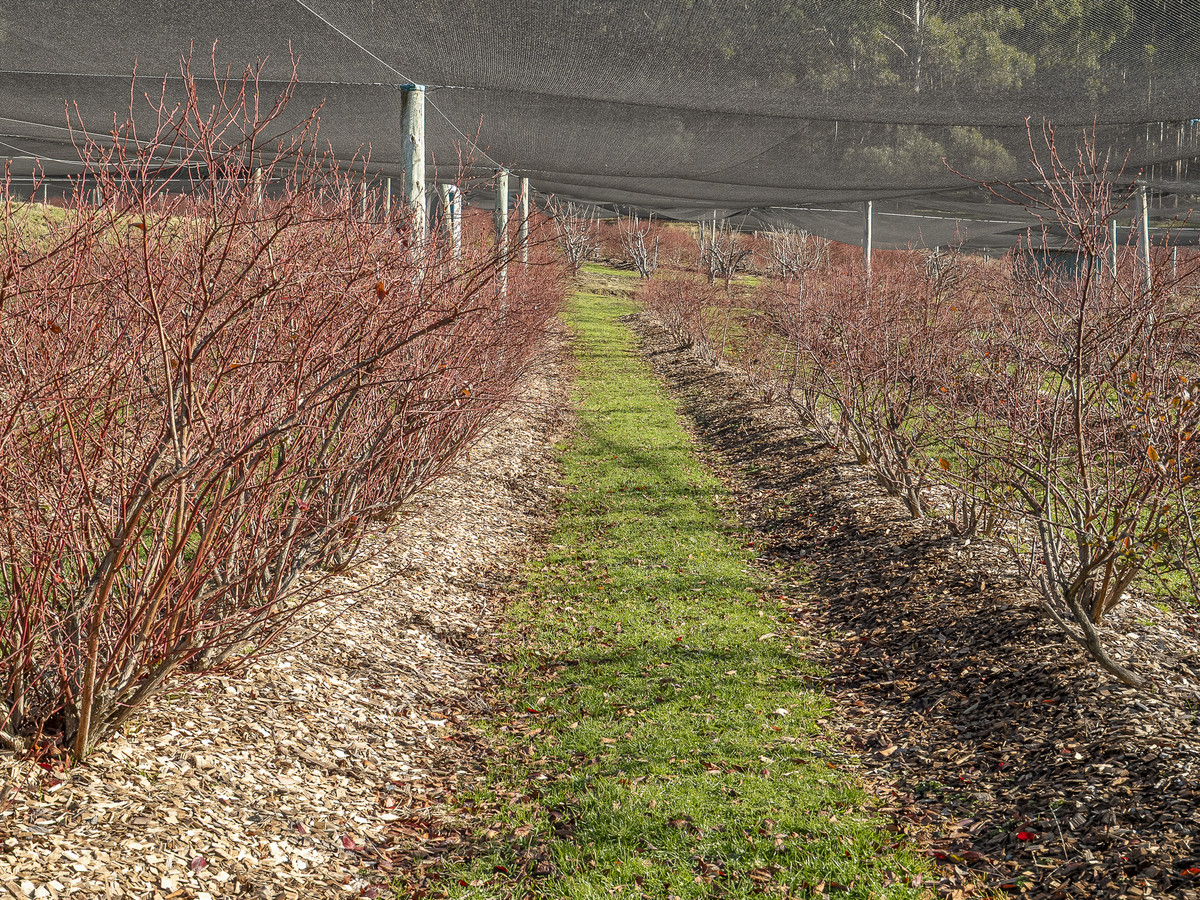 268 Krauses Road, Lower Longley, TAS, 7109 - Image 5