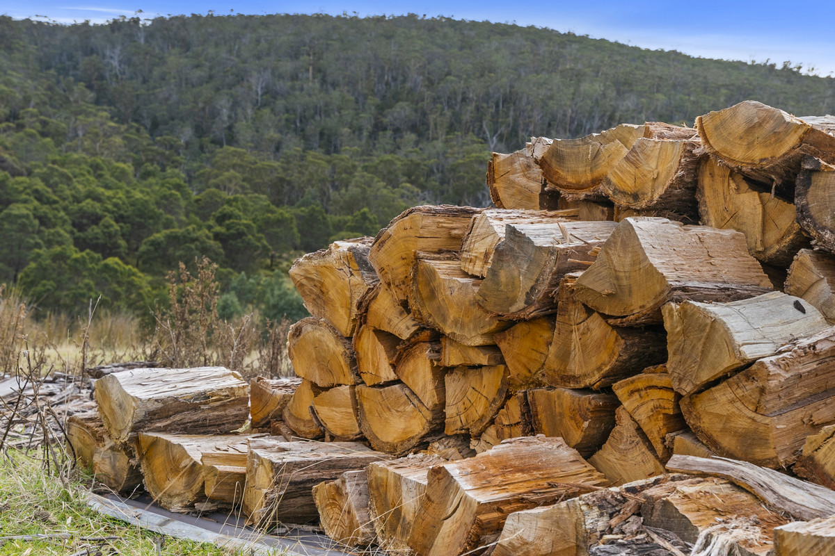 391 Bresnehans Road, Little Swanport, TAS, 7190 - Image 6