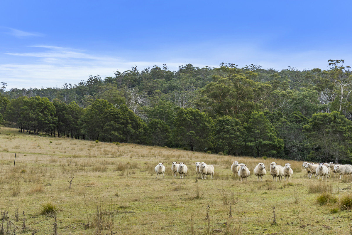 391 Bresnehans Road, Little Swanport, TAS, 7190 - Image 16