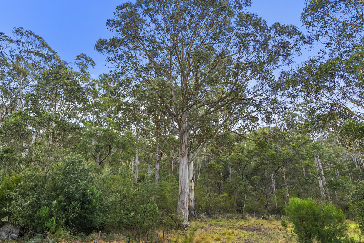 391 Bresnehans Road, Little Swanport, TAS, 7190 - Image 19
