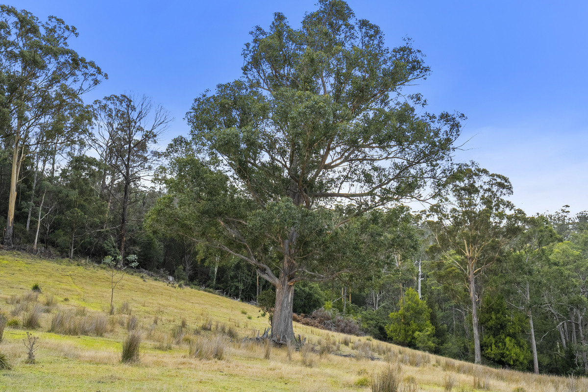 391 Bresnehans Road, Little Swanport, TAS, 7190 - Image 22