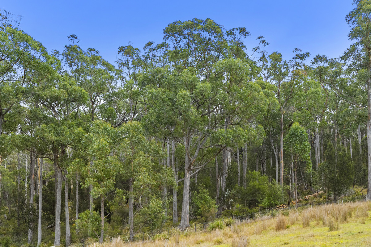 391 Bresnehans Road, Little Swanport, TAS, 7190 - Image 24