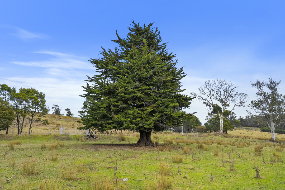 391 Bresnehans Road, Little Swanport, TAS, 7190 - Image 25