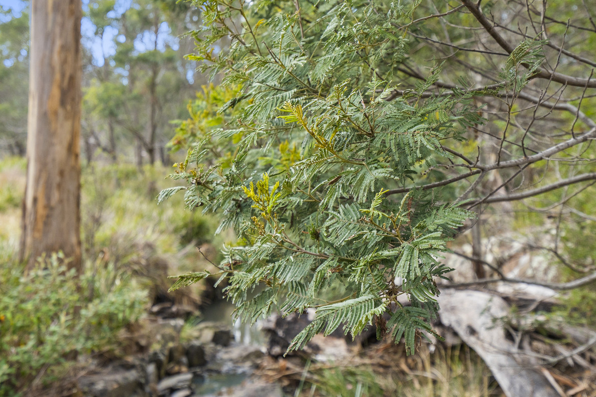 391 Bresnehans Road, Little Swanport, TAS, 7190 - Image 30