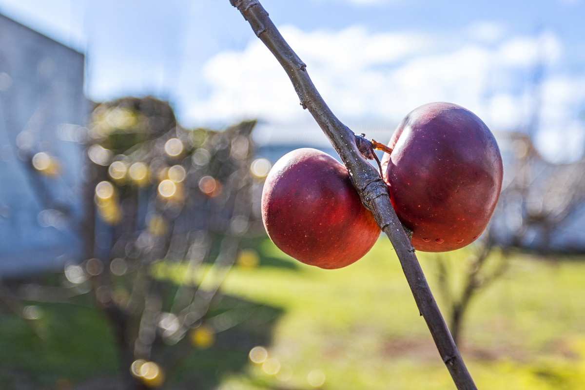 2 Racecourse Road, Brighton, TAS, 7030 - Image 19