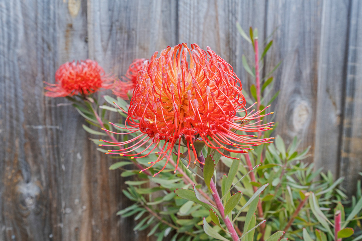 22 Sunsail Street, Snug, TAS, 7054 - Image 27