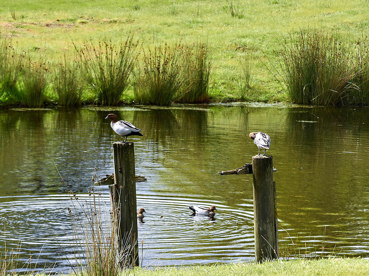 15 Hudson Street, Sidmouth, TAS, 7270 - Image 14