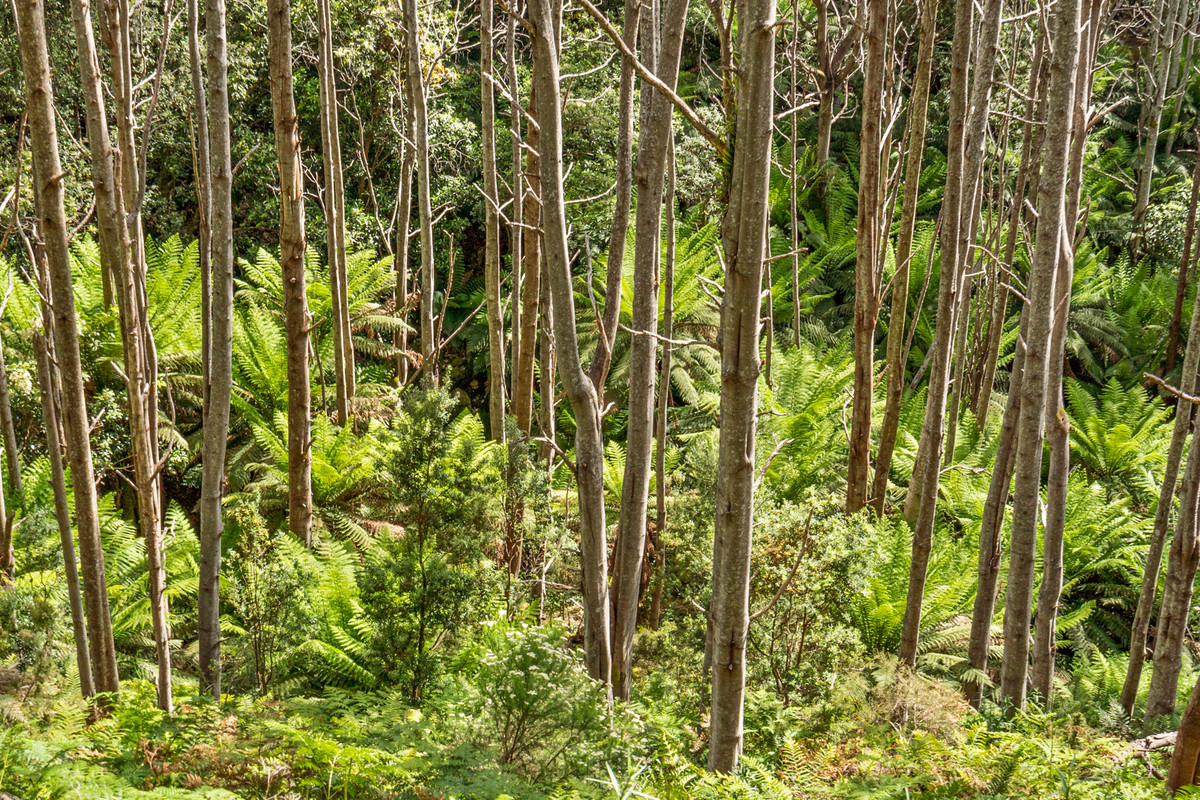 7/Kaoota Road, Kaoota, TAS, 7150 - Image 12