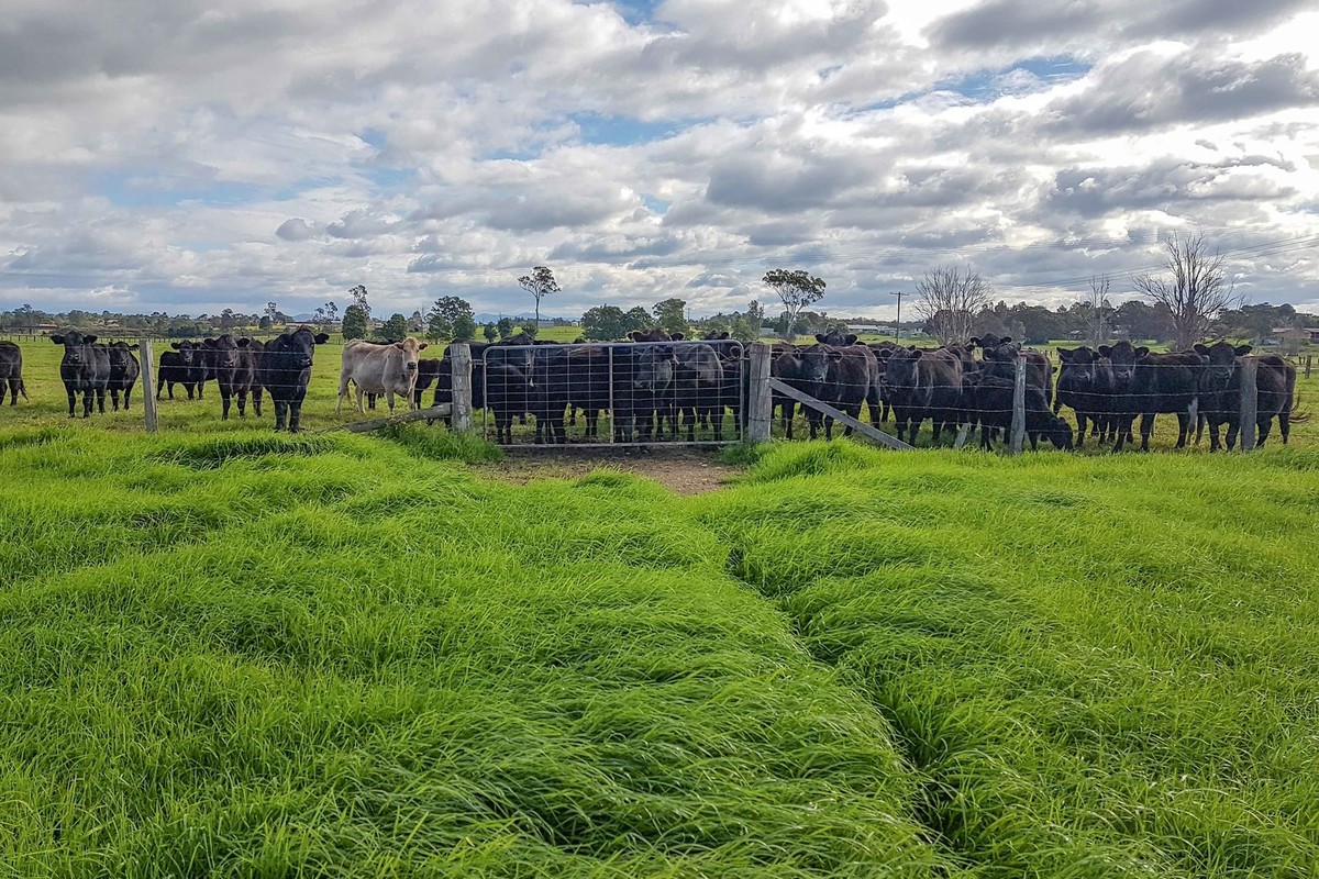 First Class Cattle Paddock 500m From Kempsey Sale Yards Kelly